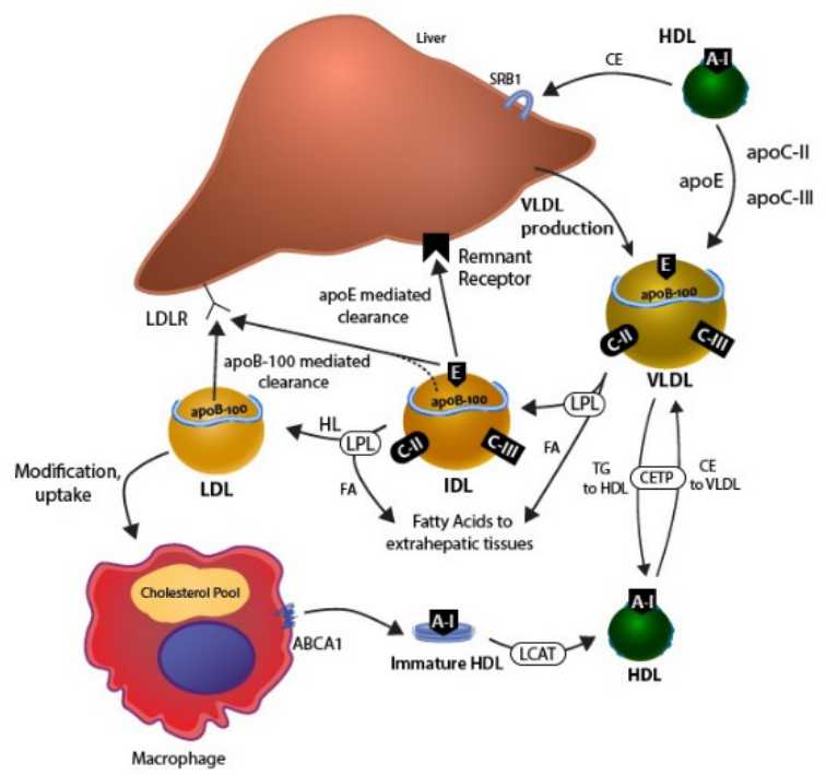 Lipidcholesterol Metabolism And Cardiovascular Creative Diagnostics